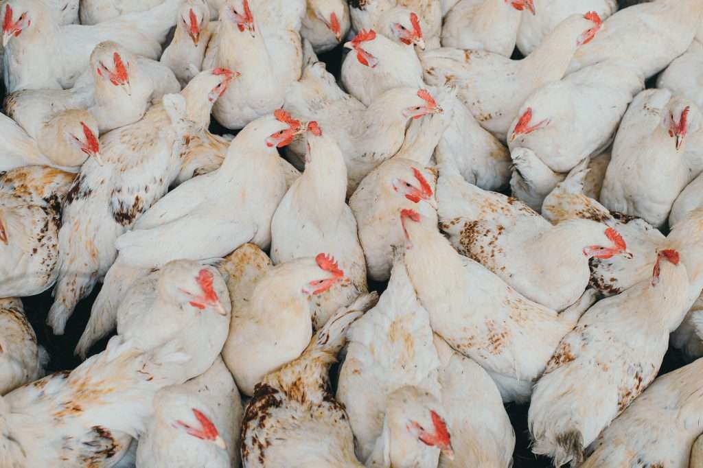 The history of the broiler chicken