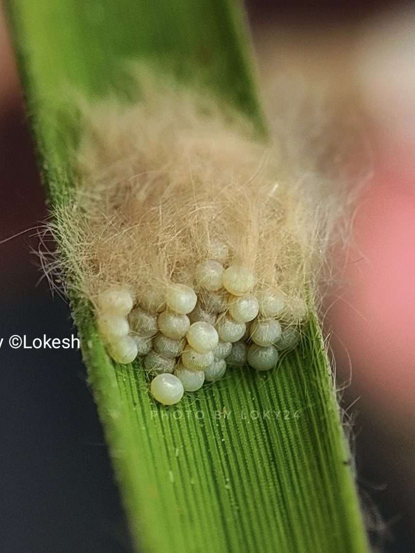 Eggs of Rice stem borer