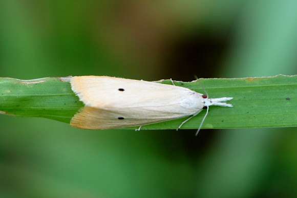 egg of stem borer