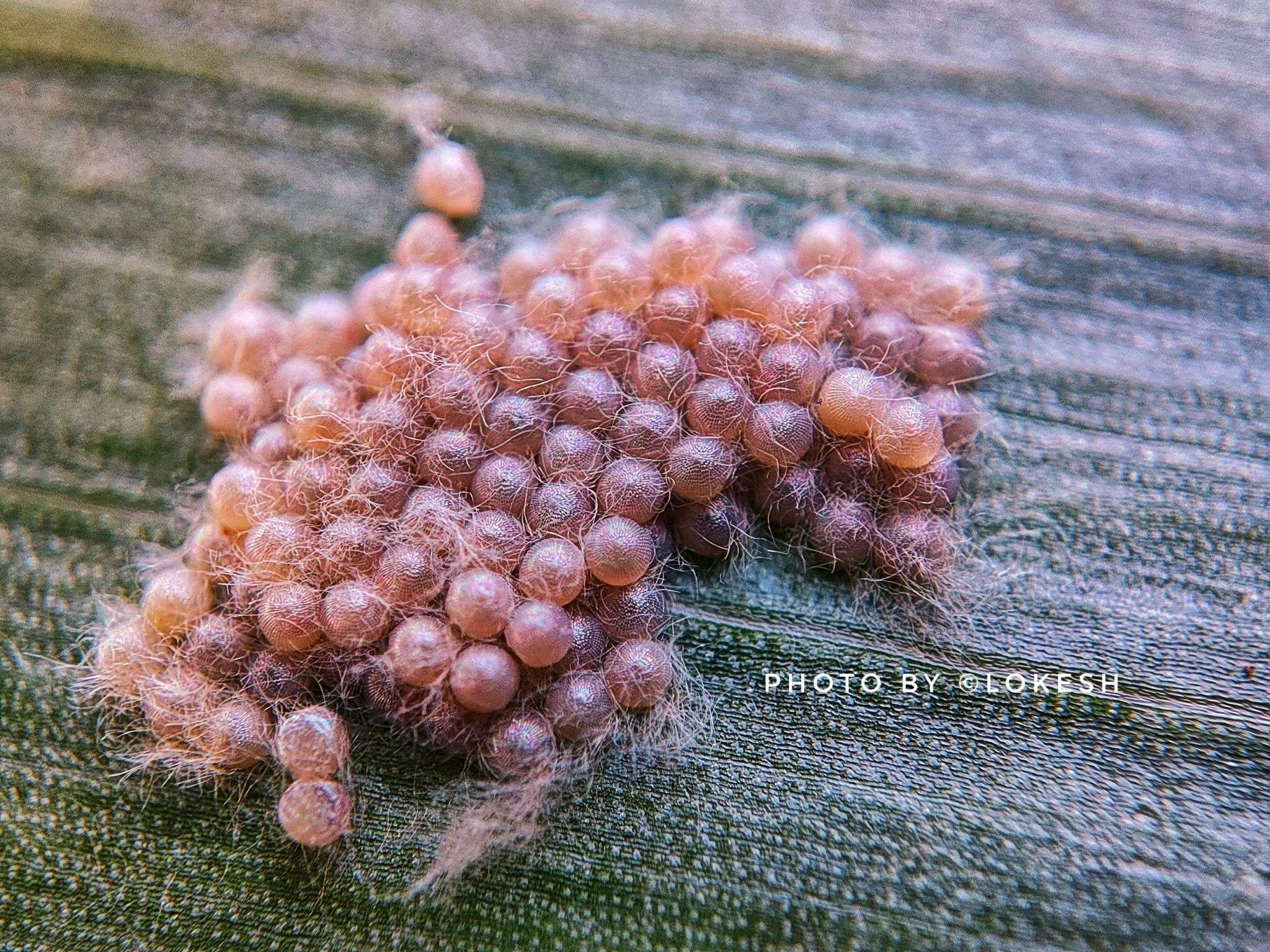 eggs of fall army worm